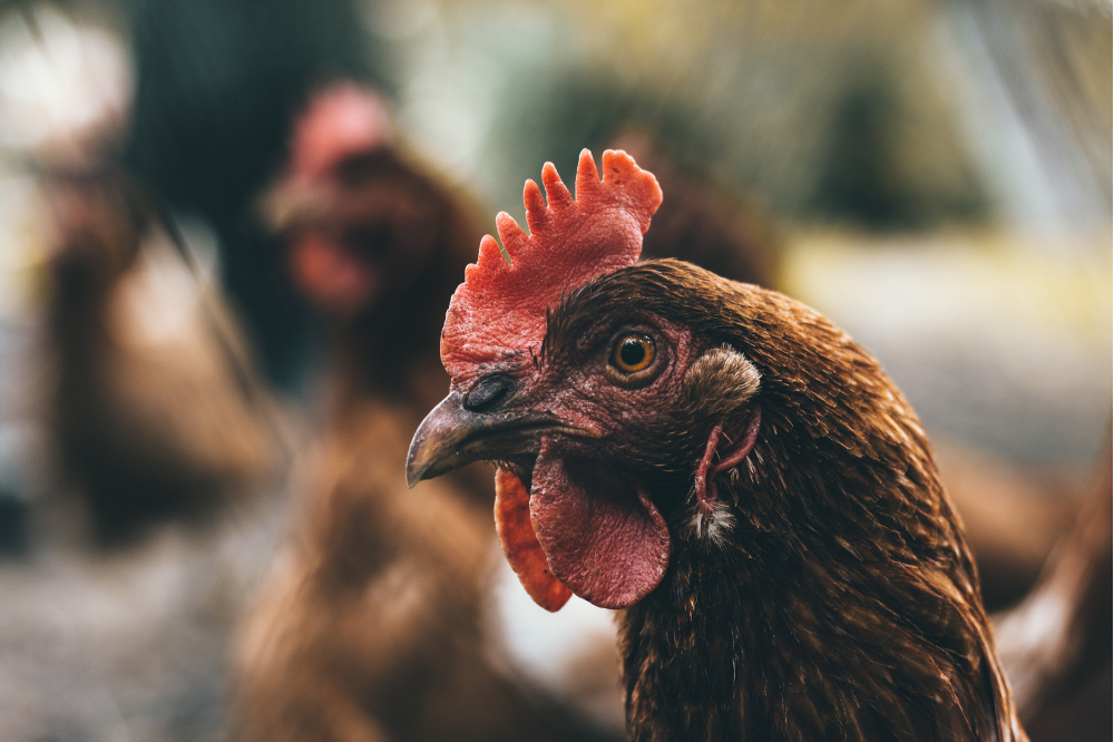 Vaccinatiecampagne vogelgriep verloopt volgens plan