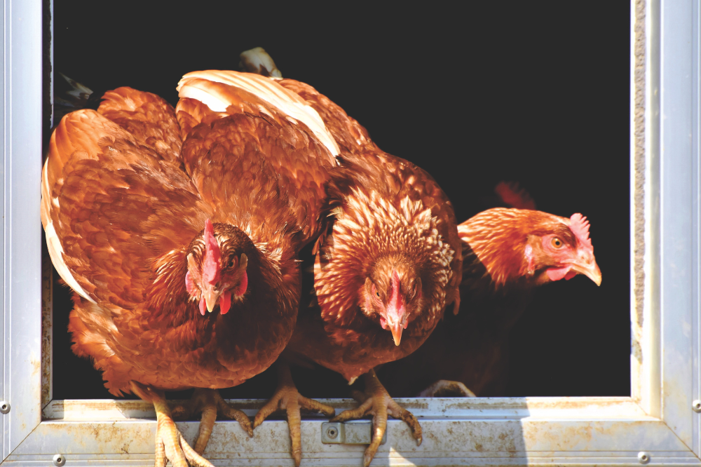 Europese Commissie sluit raamcontract voor 665.000 doses vogelgriepvaccin