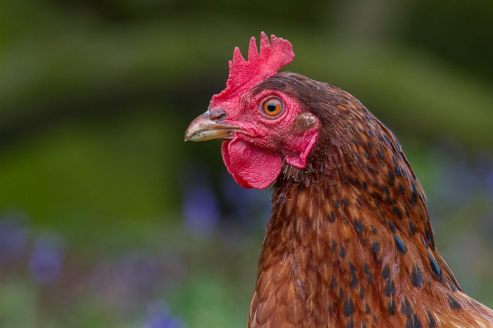 Nota wet wijziging dierwaardige veehouderij vandaag in Tweede Kamer: gevolgen pluimveesector