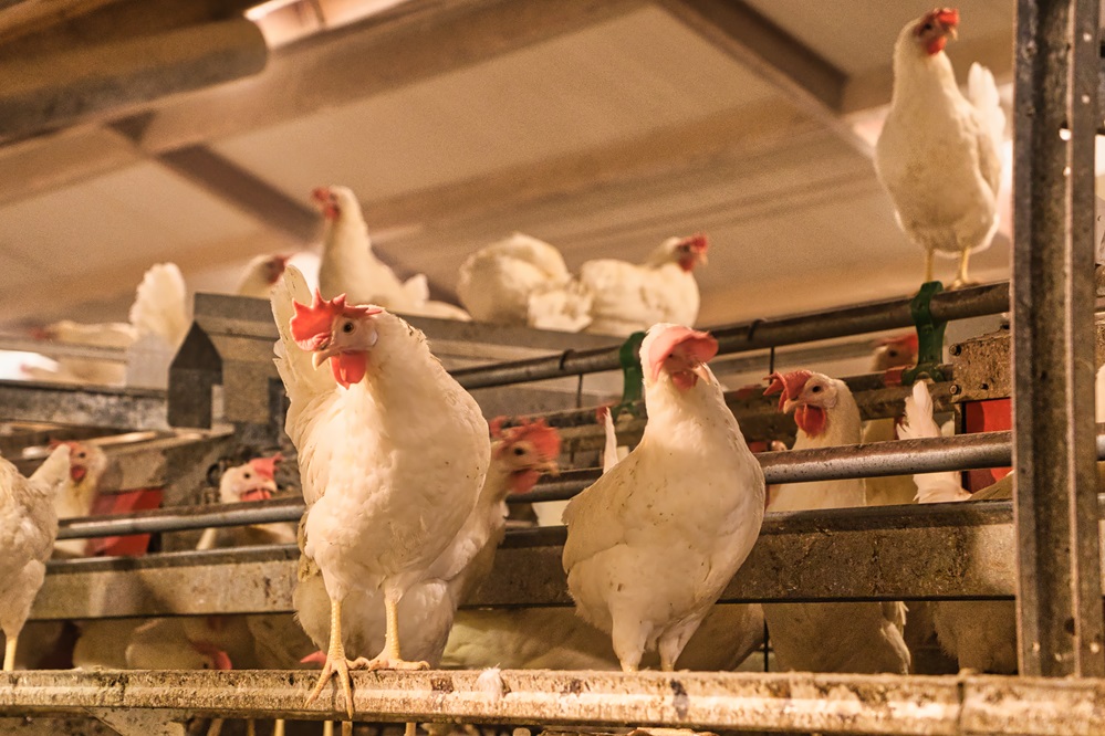Zorgen om negatieve handelsconsequenties door vogelgriepvaccins