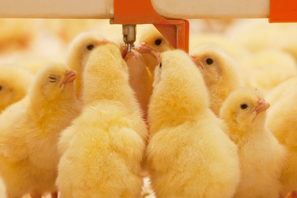 “Gezonder boeren met minder medicijnen”