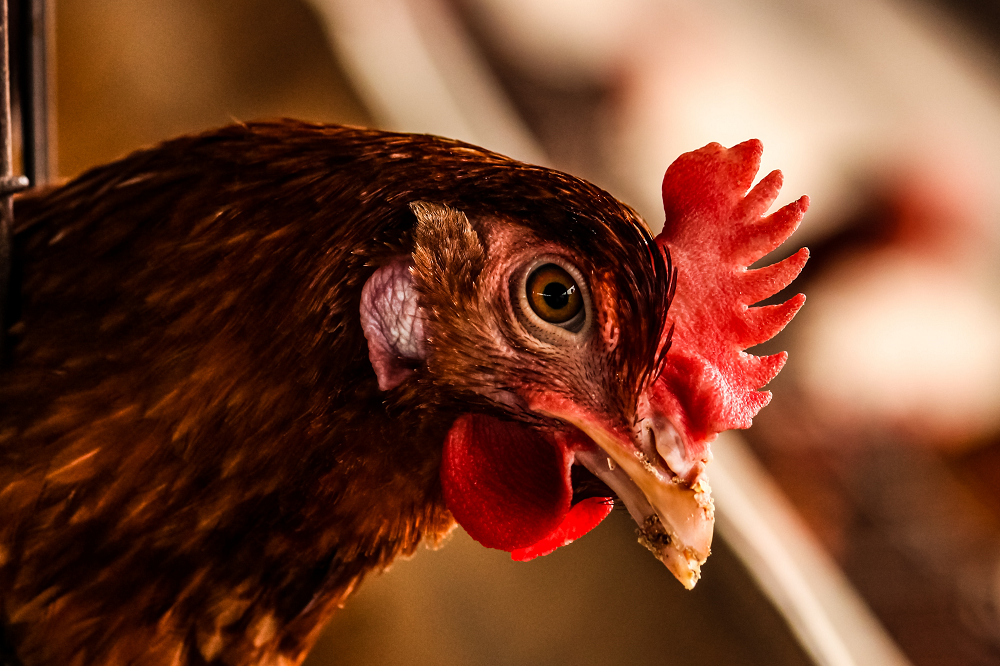 bruine hen