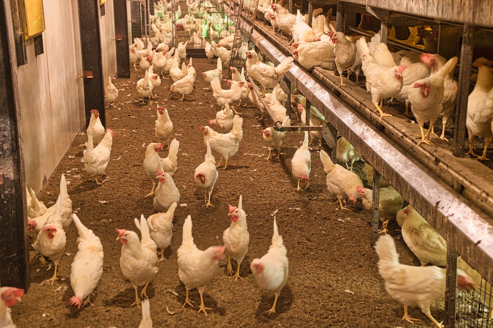 Project OMELETTE zoekt pluimveehouders