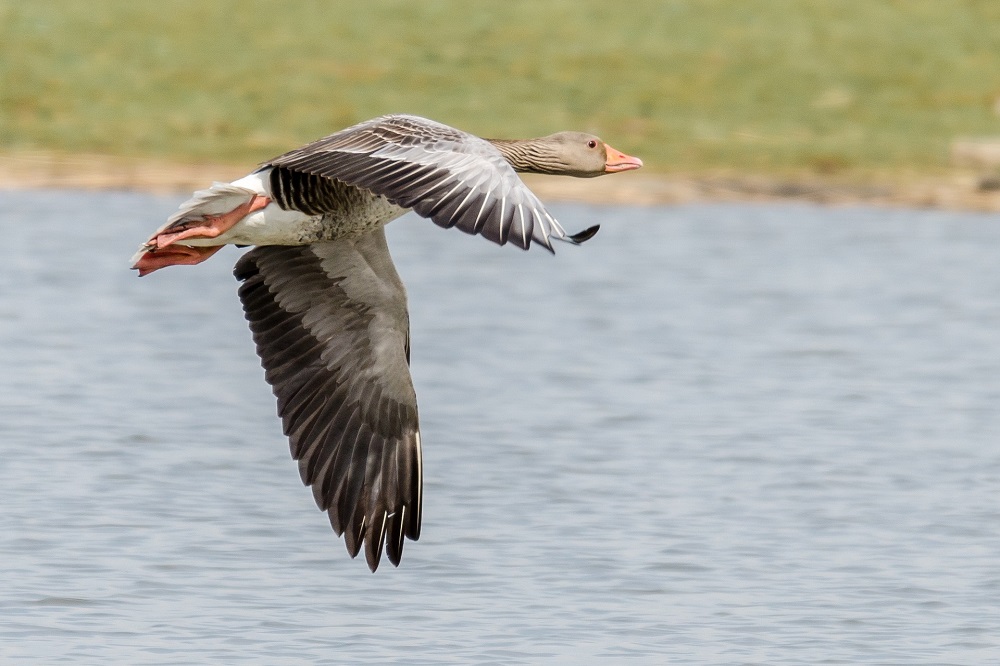Aerosolen wilde vogelmest spelen geen belangrijke rol bij infectie pluimveebedrijven