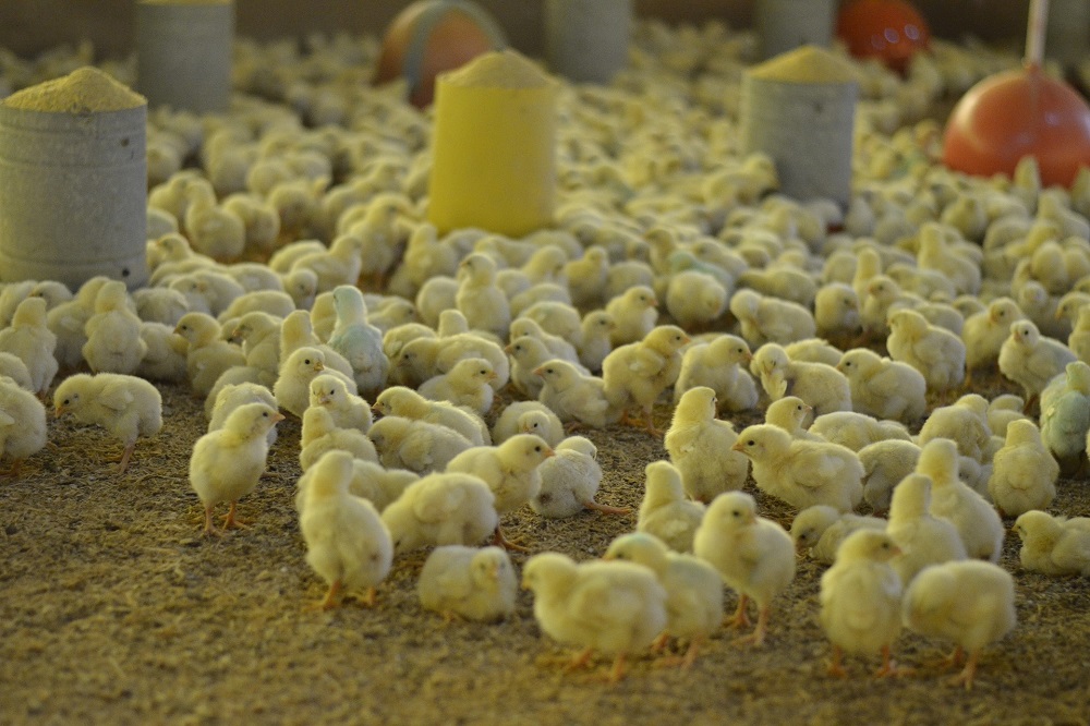 Af-boerderijprijs vleeskuikens met 3% gestegen
