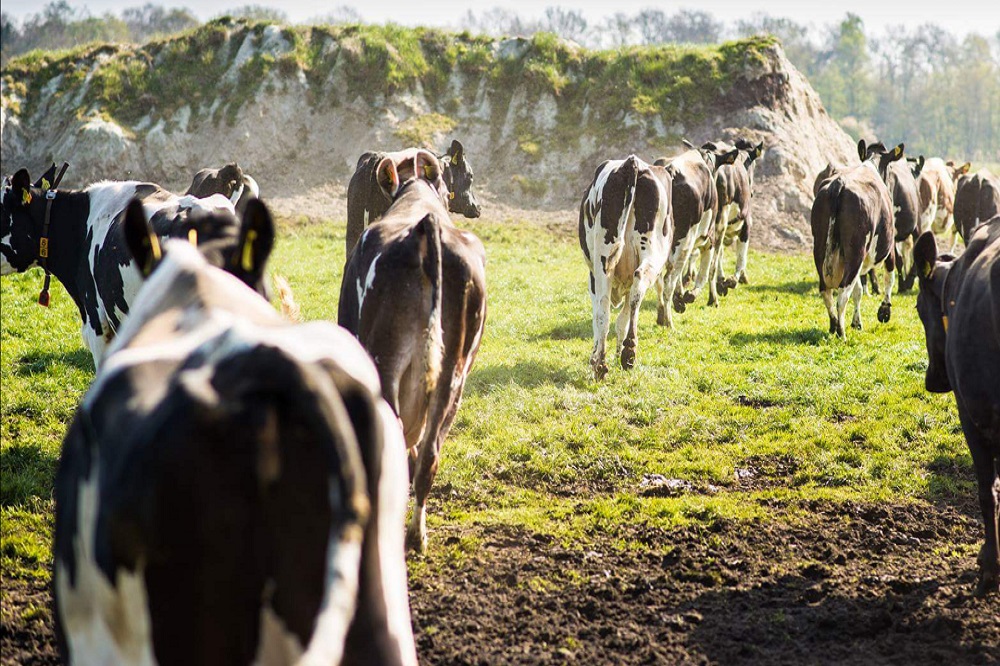 Aanstelling gezant voor bevorderen export dierlijke mest