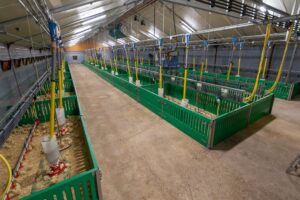 The Schippers Group: “Natuurlijke oplossing werkt net zo goed als coccidiostatica”