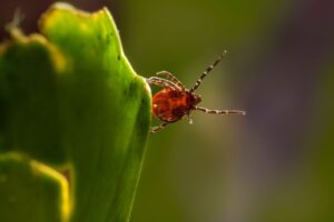 Tekenbeten voorkomen: dit moet je weten