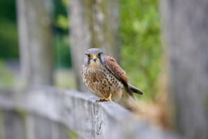 Vogelgriep aangetroffen bij de Torenvalk