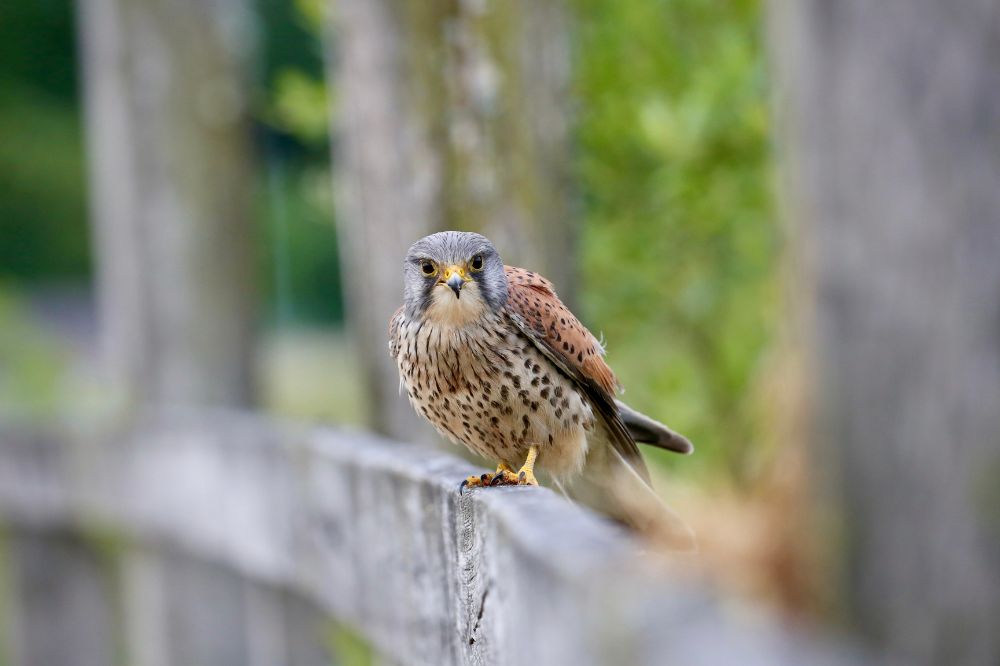 Vogelgriep aangetroffen bij de Torenvalk