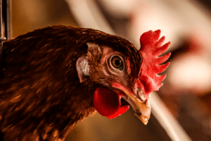 Kijk op de toekomst tijdens Jongerendag Pluimveehouderij