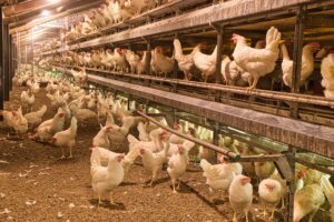 Aviaire metapneumovirus: de onzichtbare dreiging in de stal