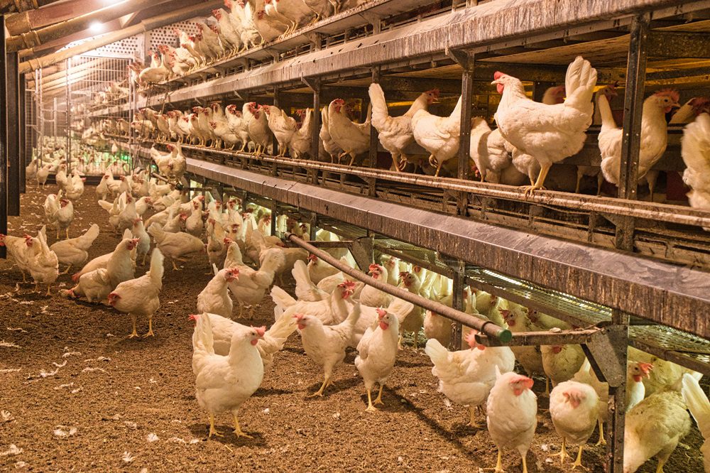 Aviaire metapneumovirus: de onzichtbare dreiging in de stal