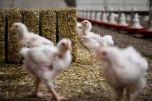 Dierenartsen ontwikkelen FlockVision: met slimme camera’s altijd zicht op het koppel