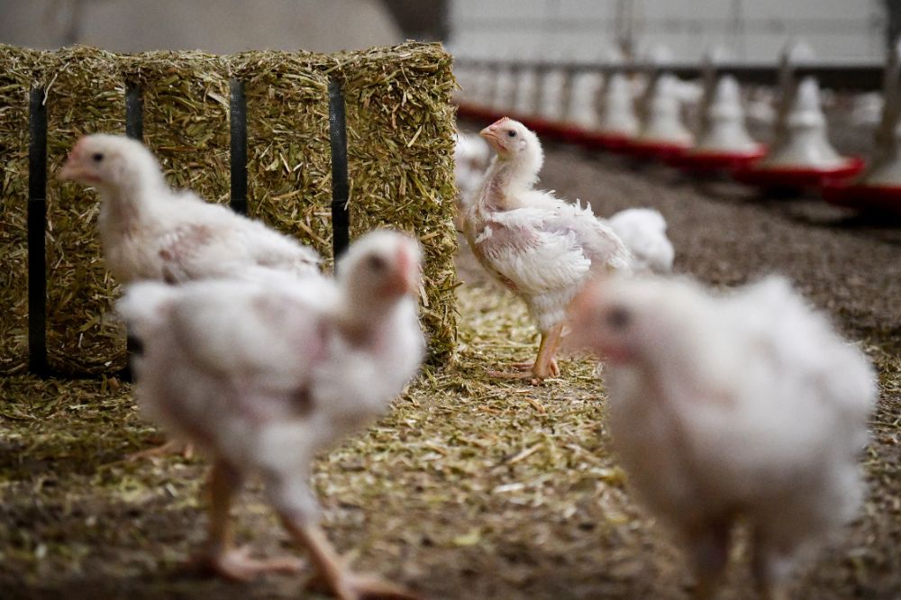 Dierenartsen ontwikkelen FlockVision: met slimme camera’s altijd zicht op het koppel