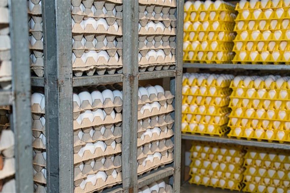 Oorlog zet druk op eiersector Oekraïne, maar veerkracht blijft zichtbaar