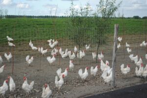 Einde ophokplicht in Gelderse Vallei: pluimvee kan in heel Nederland weer naar buiten