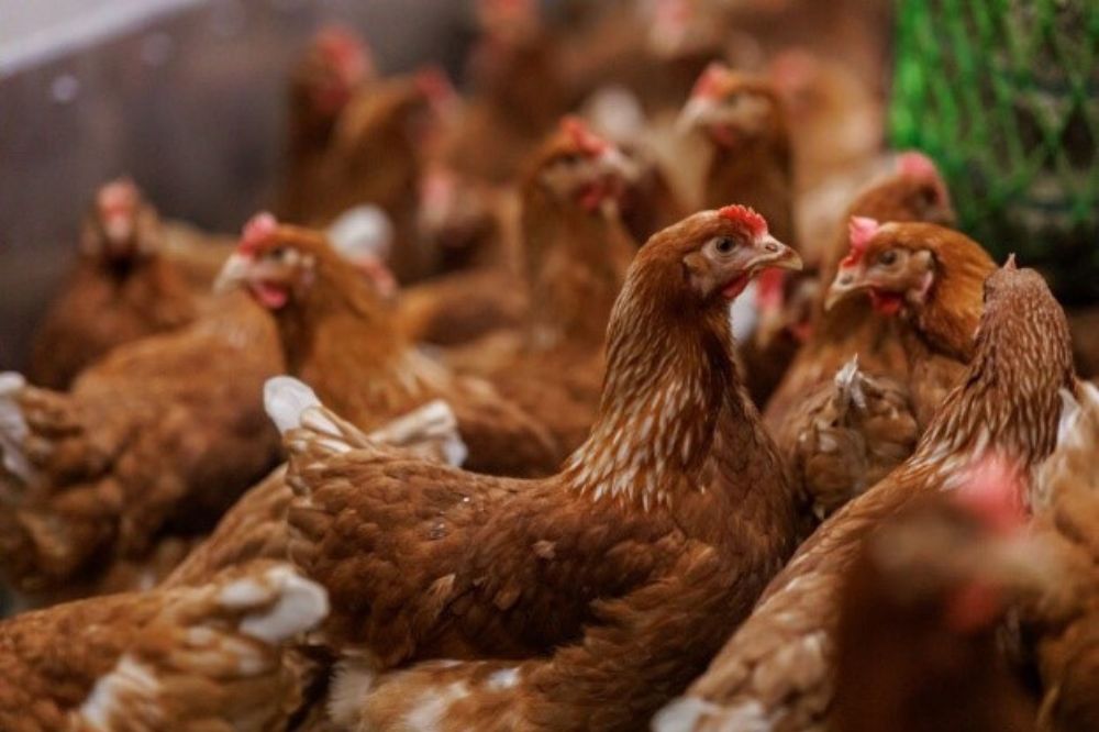 Levensduur leghennen verlengen en prestaties verbeteren?