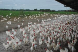 Flinke groei voor biologische pluimveehouderij in Vlaanderen in 2024