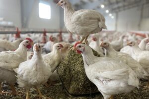 Afwegen van de voor- en nadelen van ECC-vleeskuikenproductie