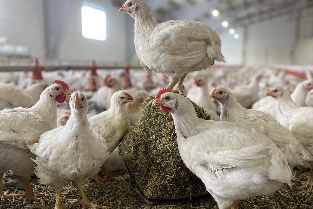 Afwegen van de voor- en nadelen van ECC-vleeskuikenproductie