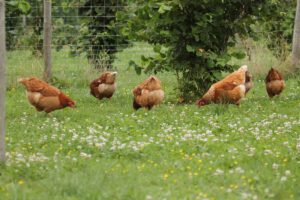 Ophokplicht: wat is het effect op dierenwelzijn?