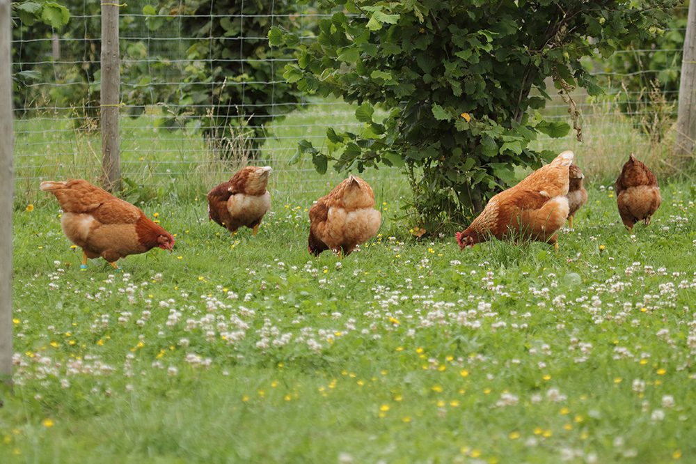 Ophokplicht: wat is het effect op dierenwelzijn?