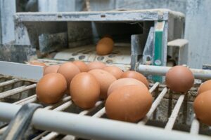 Contactdag WereldEiDag geannuleerd vanwege vogelgriepuitbraak