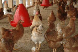 Landelijke ophok- en afschermplicht vanwege vogelgriep ingesteld