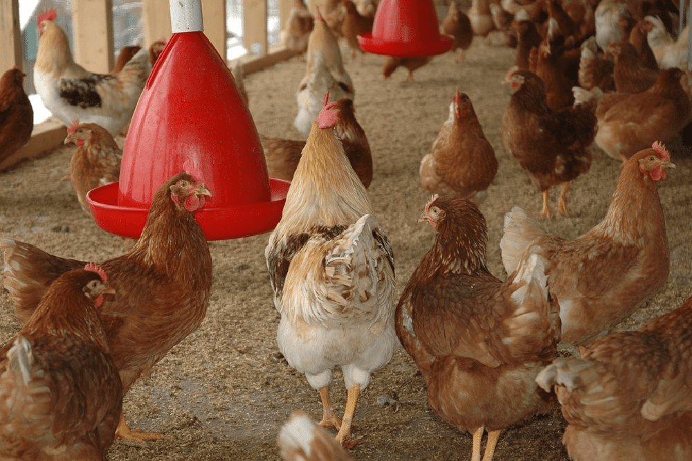 Landelijke ophok- en afschermplicht vanwege vogelgriep ingesteld