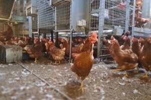 Vogelgriep vastgesteld op leghennenbedrijf in Terschuur