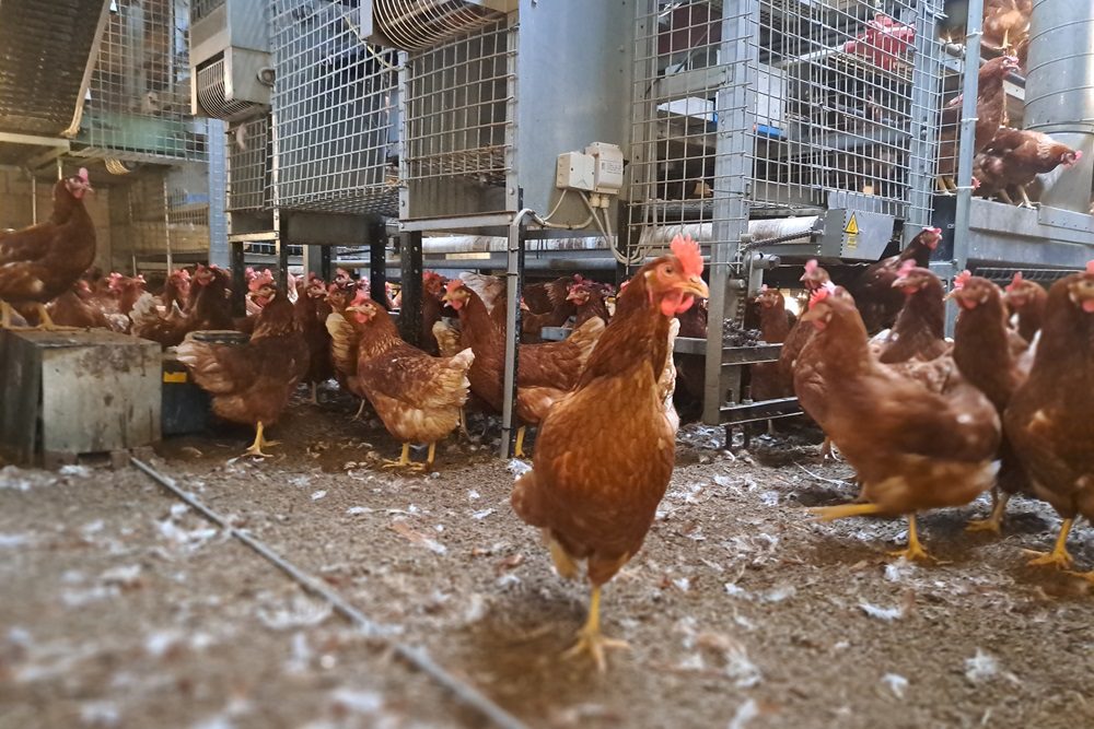 Vogelgriep vastgesteld op leghennenbedrijf in Terschuur