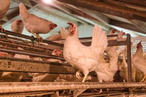 Vogelgriep vastgesteld in Bennekom