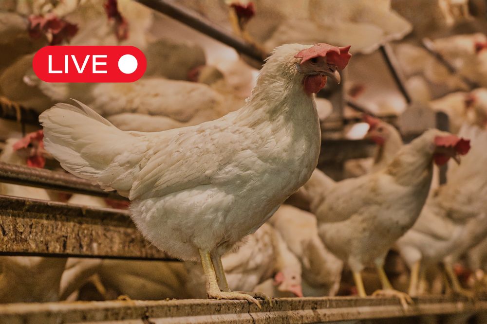 Live Blog Vogelgriep (2)