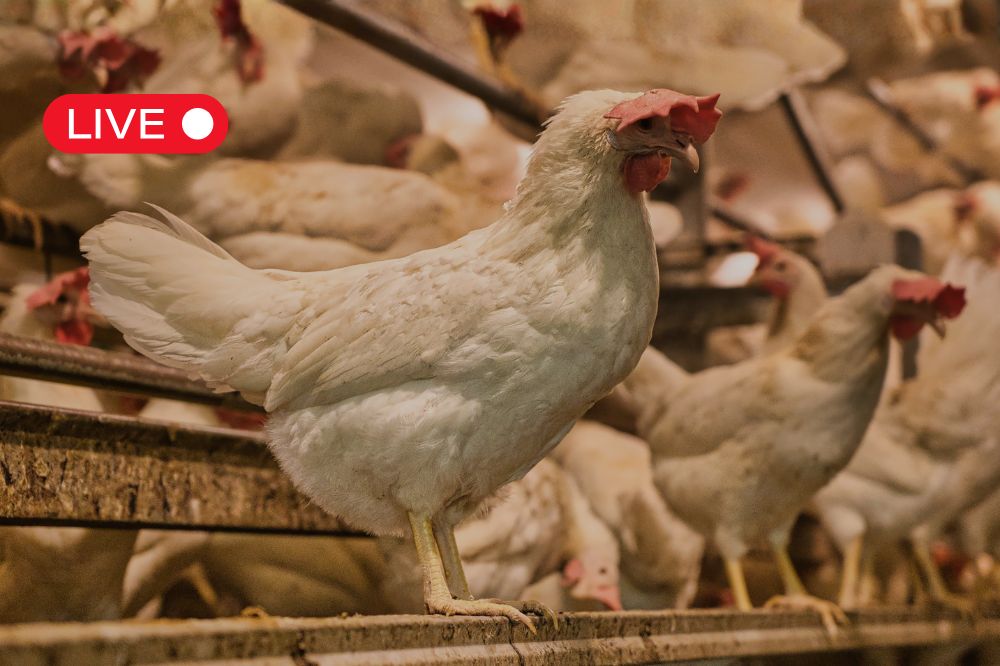 LIVE BLOG: Vogelgriep in Nederland en België
