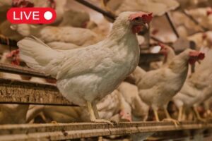 Live blog: Vogelgriep in Nederland