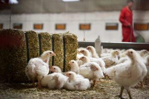 EU-pluimveesector groeit door, maar tempo vlakt af