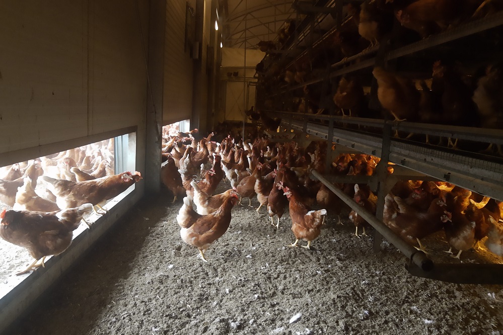 Boogstal verrijkt Drentse pluimveehouderij