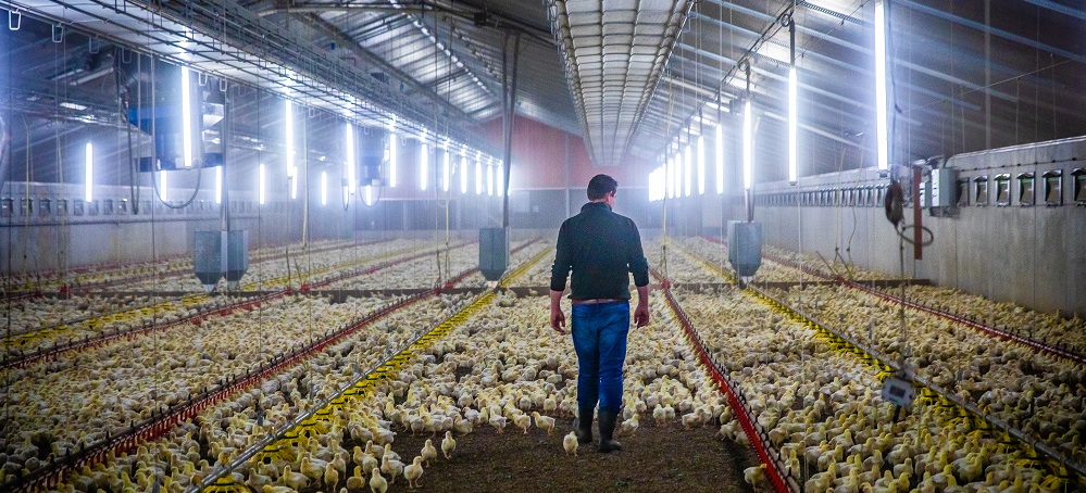 Databoer Bart Janssen heeft negentig procent minder voetzoollaesies